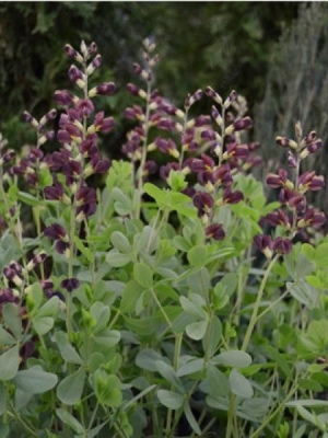 Baptisia dutch chocolate